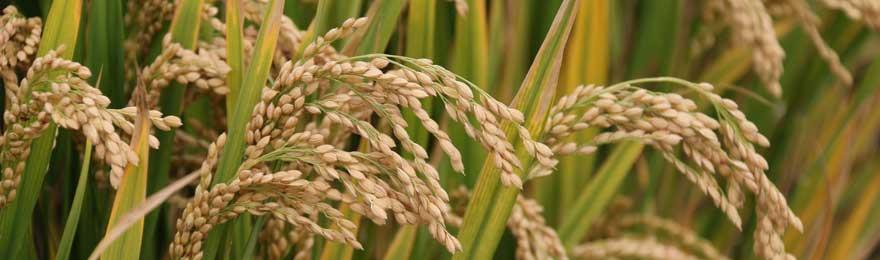 페룰 산 Ferulic Acid