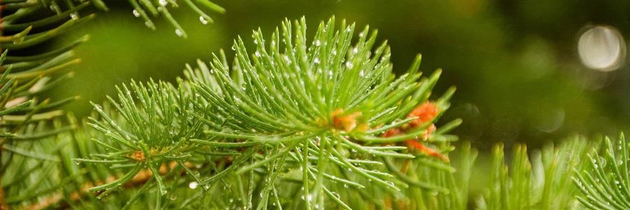 소나무 바늘 추출물 pine needle extract