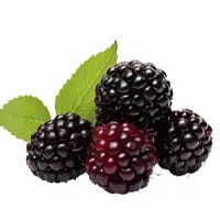MULBERRY POWDER MULBERRY POWDER