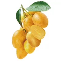 WAMPEE POWDER WAMPEE POWDER