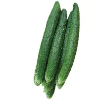 CUCUMBER POWDER CUCUMBER POWDER