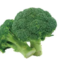 BROCCOLI POWDER BROCCOLI POWDER